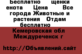 Бесплатно !!! щенки енота!! › Цена ­ 1 - Все города Животные и растения » Отдам бесплатно   . Кемеровская обл.,Междуреченск г.